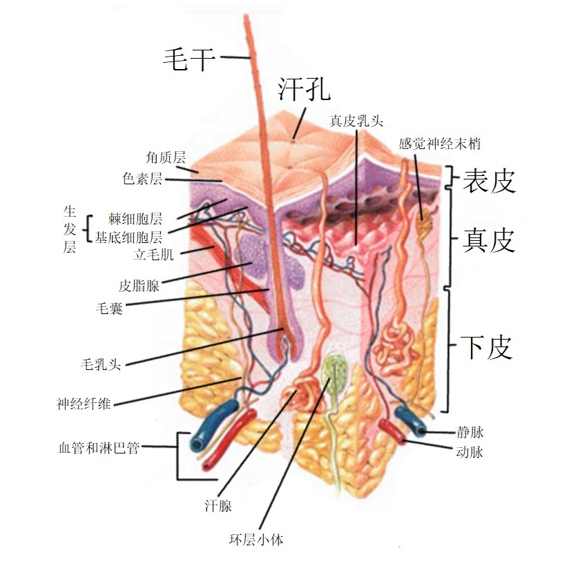 用来对比术语，中文这个很粗糙