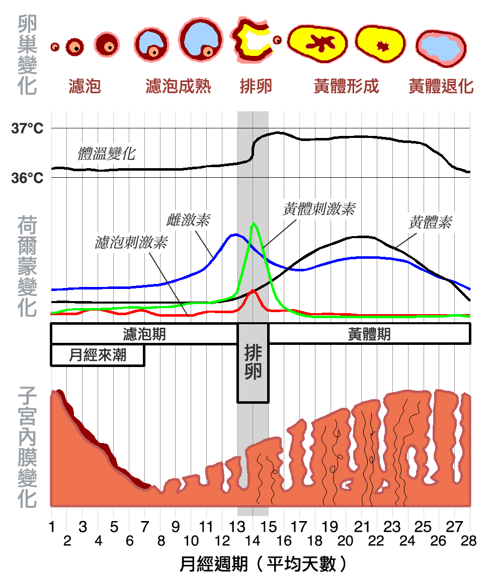 機制真奇妙