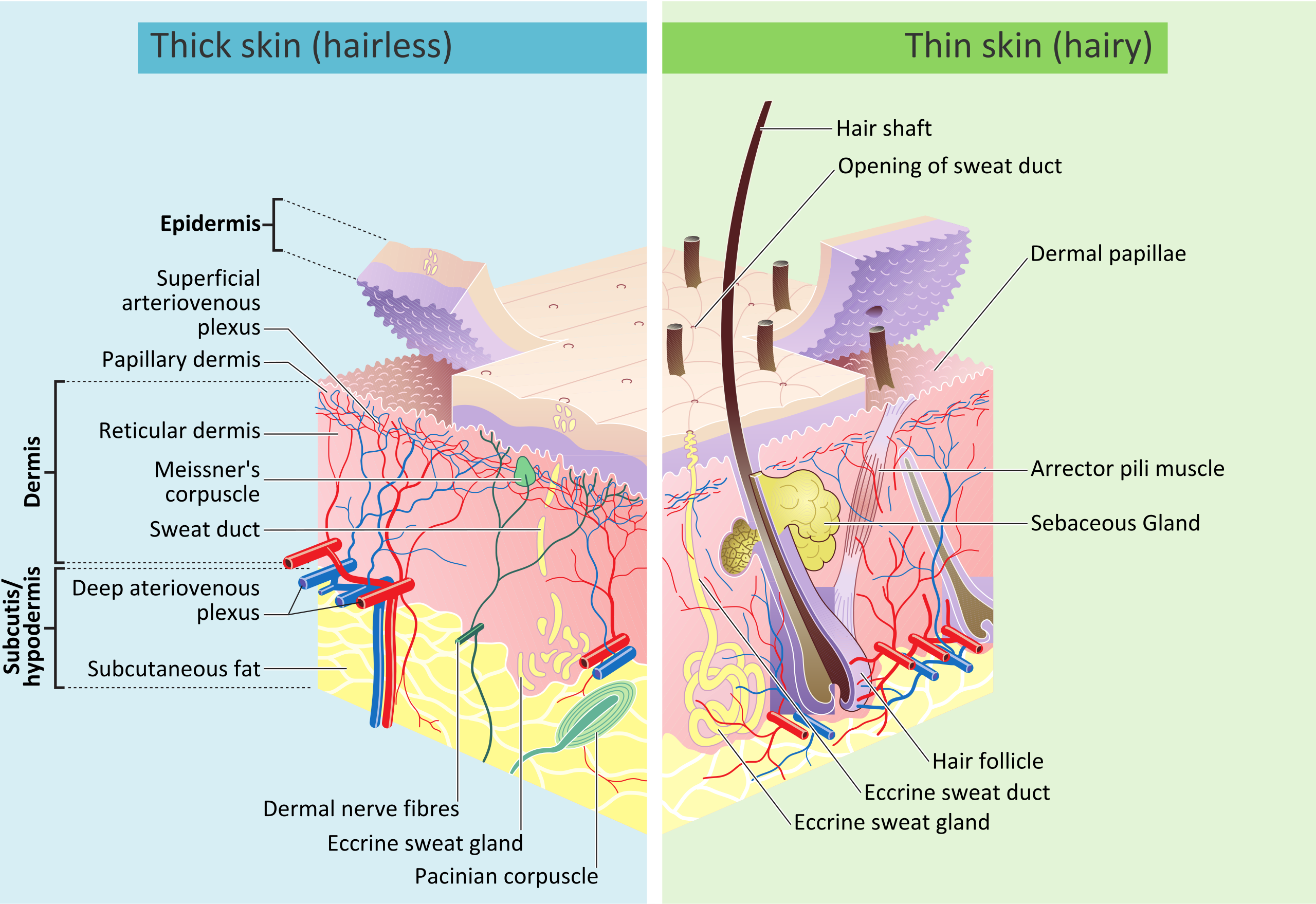 skin layers