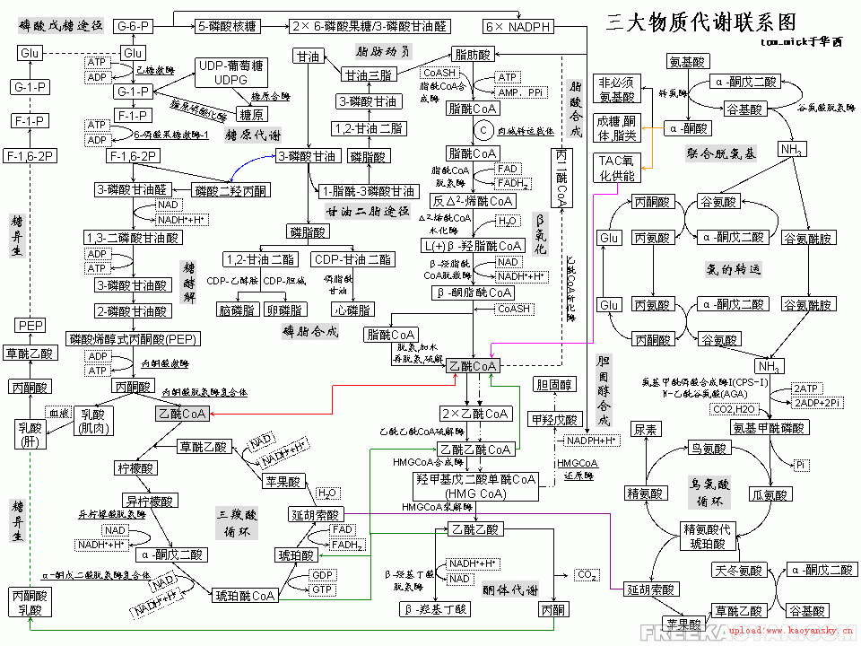 脂肪、胆固醇代谢